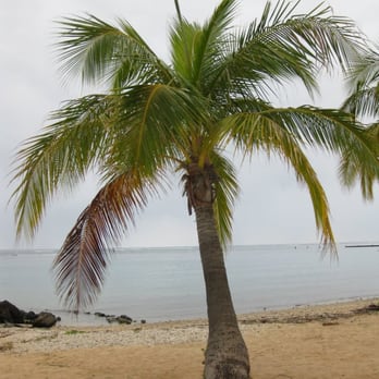 Waialae Beach Park - 2/11- Midget Palm Tree - Parks Near Me - Honolulu, Hawaii Waialae Beach Park - 2/11- Midget Palm Tree - Parks Near Me - Honolulu, Hawaii