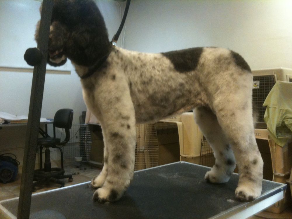 PATTY’S PET SPA Request an Appointment 4915 Serrania Ave, Los