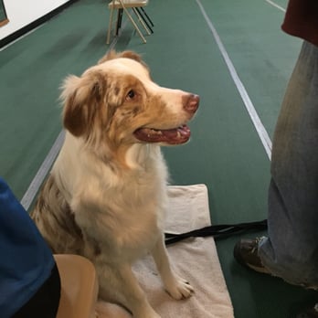 Vallejo Dog Training Club - Kumo boy at his manners B - Pet Training Near Me - Benicia, California