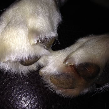 Petco - My dog came home with these "upholstery shredders", after his grooming session. - Pet Training Near Me - Middletown, Rhode Island