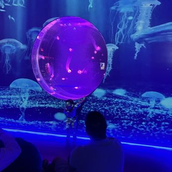 Jellyfish Museum - Museums Near Me - Pompano Beach, Florida Jellyfish Museum - Museums Near Me - Pompano Beach, Florida
