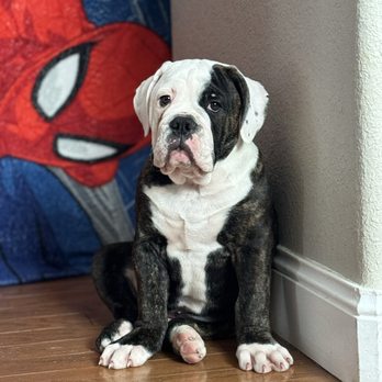 Serendipity Pet Delivery - He's home! - Pet Transportation Near Me - Fort Collins, Colorado Serendipity Pet Delivery - He's home! - Pet Transportation Near Me - Fort Collins, Colorado