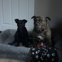 Yakima Humane Society