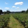 Photo of Prairie Berry Farm