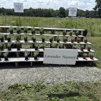 Seven Oaks Lavender Farm - Flowers & Gifts Near Me - Catlett, Virginia Seven Oaks Lavender Farm - Flowers & Gifts Near Me - Catlett, Virginia
