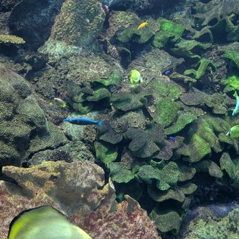 Shedd Aquarium - Aquariums Near Me - Chicago, Illinois Shedd Aquarium - Aquariums Near Me - Chicago, Illinois