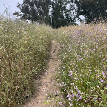 Lake Los Carneros Park - Wildflowers along the trail - Parks Near Me - Goleta, California Lake Los Carneros Park - Wildflowers along the trail - Parks Near Me - Goleta, California