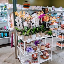 Whole Foods Market - Gifts + Orchids