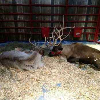 Christmas at the Zoo - Santa's reindeer! - Zoos Near Me - Indianapolis, Indiana Christmas at the Zoo - Santa's reindeer! - Zoos Near Me - Indianapolis, Indiana
