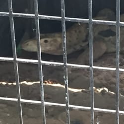 Texas Reptile Zoo