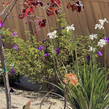 Ortiz Landscaping - Colorful spring drought resistant plants - Landscaping Near Me - Menifee, California
