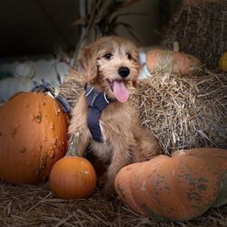 Mountain Man Farms