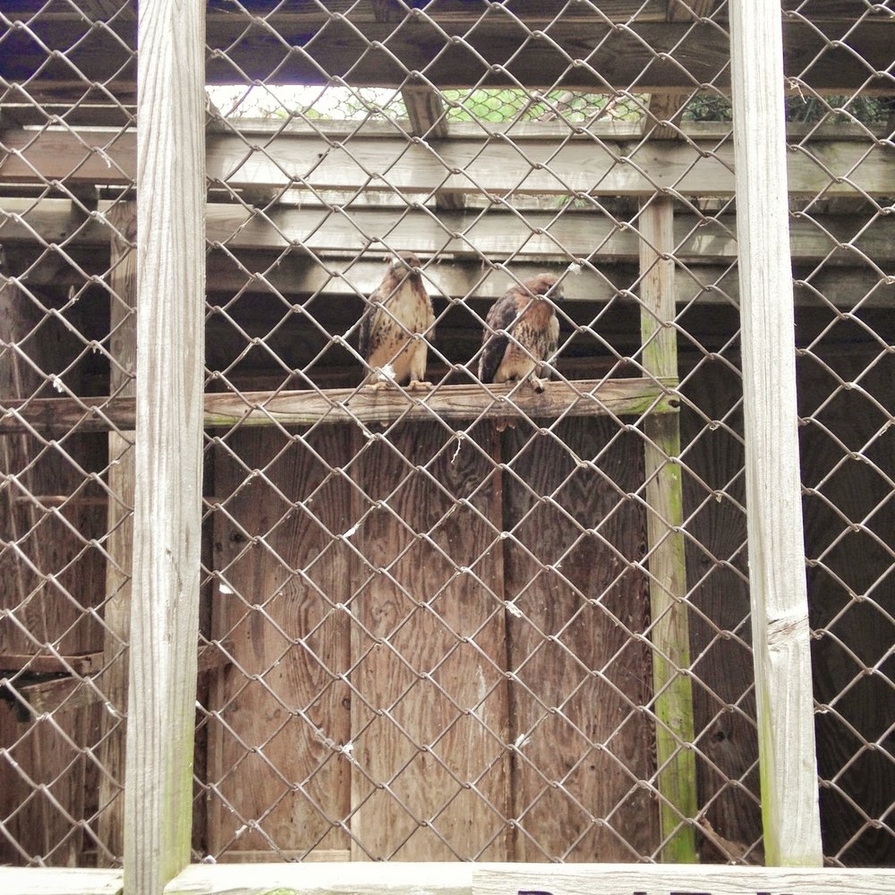 Hashawa Environmental Center - red tailed hawks - Hiking Near Me - Westminster, Maryland