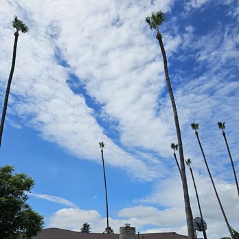 Angel Tree Care - After Angels tree trimming job. - Tree Services Near Me