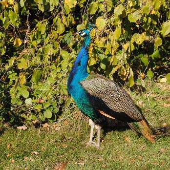 Marks Hall Gardens and Arboretun - Landmarks & Historical Buildings Near Me