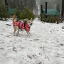 Concerned Citizens Animal Rescue