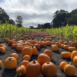 Arata Farms
