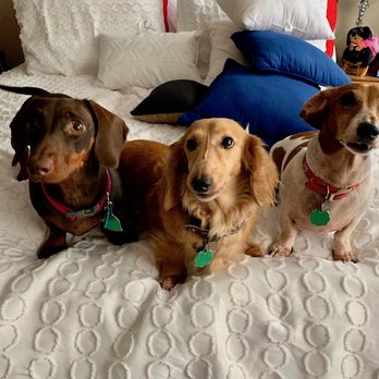 Fabulous Fur Pet Salon - Erika, Wilhemina and Bentley - Pet Groomers Near Me - Bryan, Texas Fabulous Fur Pet Salon - Erika, Wilhemina and Bentley - Pet Groomers Near Me - Bryan, Texas