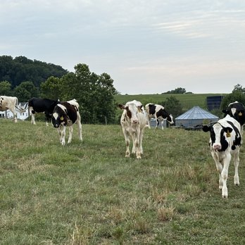 Perrydell Farm and Dairy - Cows - Ice Cream & Frozen Yogurt Near Me - York, Pennsylvania