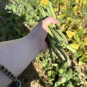Windy Acre Farms - Green beans - Fruits & Veggies Near Me - Calverton, New York Windy Acre Farms - Green beans - Fruits & Veggies Near Me - Calverton, New York