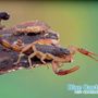 Photo of Blue Cactus Pest Control