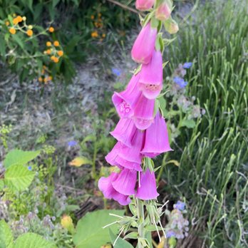 The Land - Flowers in the garden - Venues & Event Spaces Near Me - Philo, California