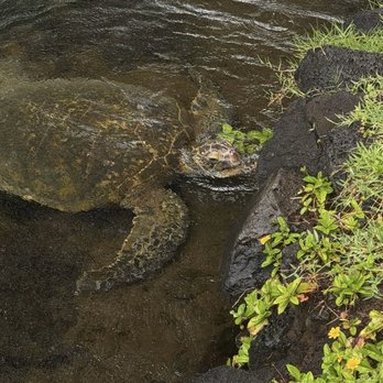 Carlsmith Beach Park - Parks Near Me - Hilo, Hawaii