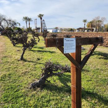 Sahuaro Ranch Park - Grape vines - Parks Near Me - Glendale, Arizona