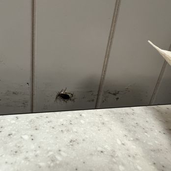 Chuck E. Cheese - The roach we squished between the wall and our table ‍ - Pizza Near Me - Murrieta, California