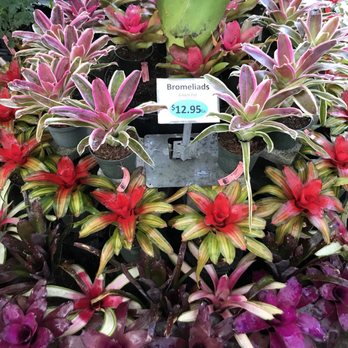 Florida Nursery Mart - Landscaping Near Me - Davie, Florida Florida Nursery Mart - Landscaping Near Me - Davie, Florida