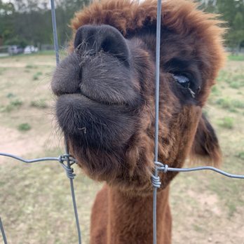 Buck Brook Alpacas - Attraction Farms Near Me - Roscoe, New York Buck Brook Alpacas - Attraction Farms Near Me - Roscoe, New York