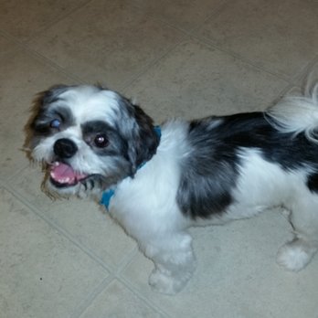 Puppy Paws Grooming - Pet Groomers Near Me - Taylor, Texas Puppy Paws Grooming - Pet Groomers Near Me - Taylor, Texas