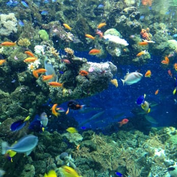 Den Blå Planet - Tropical fishes - Aquariums Near Me - Kastrup, 84