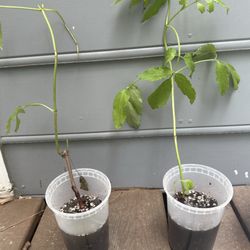 Scenic Hills Farm Nursery - Unlabeled York and Nova black elderberry "trees".