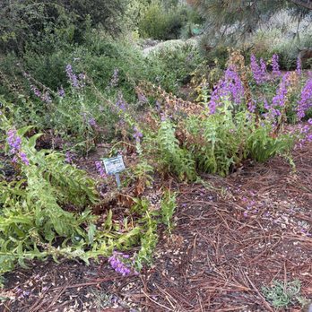 Point Loma Native Plant Garden - Showy Penstemon - Local Flavor Near Me - Ocean Beach, California