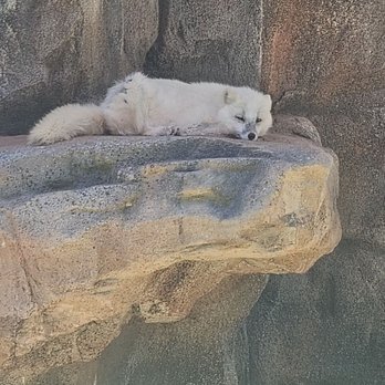 Bearizona - Zoos Near Me - Williams, Arizona