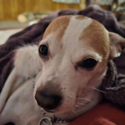 This is Ollie. My little man. This is Ollie. My little man.