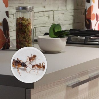 Holder's Pest Solutions - Pest Control Near Me - Houston, Texas Holder's Pest Solutions - Pest Control Near Me - Houston, Texas