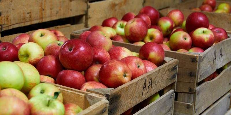 Armstrong Apples Orchard and Winery - vineyard in Campbellsport, WI
