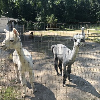 Jersey Shore Alpacas - Zoos Near Me - Cape May, New Jersey Jersey Shore Alpacas - Zoos Near Me - Cape May, New Jersey