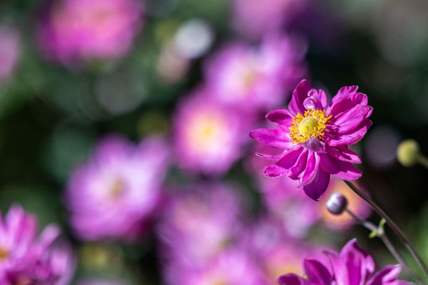 Coastal Maine Botanical Gardens by null