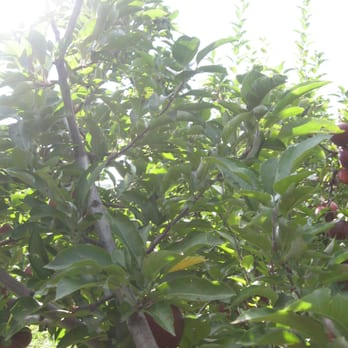 Pennings Orchard - Fruits & Veggies Near Me - Warwick, New York