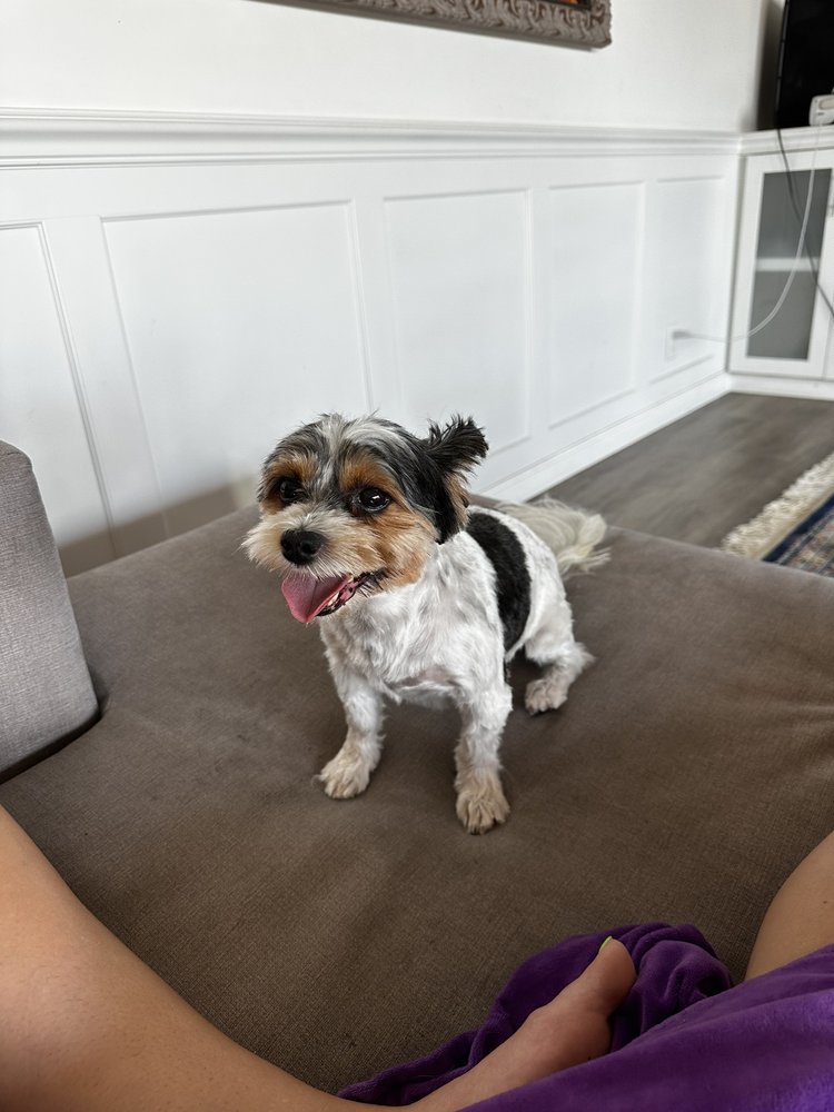 DANA POINT GROOMING AND PET SPA Updated October 2024 64 Photos & 148 Reviews 34102 La Plz