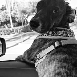 Ramblewood Animal Hospital