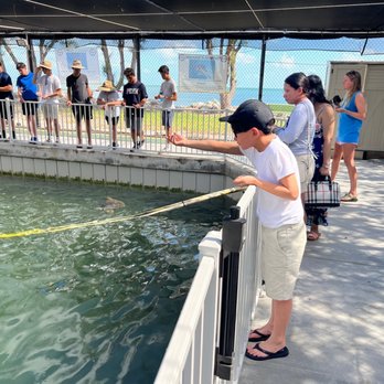 The Turtle Hospital - Veterinarians Near Me - Marathon, Florida