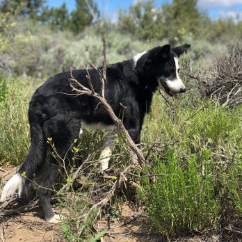 Bend Pet Adventures - Shiro out on an adventure with Bend Pet Adventures! - Dog Walkers Near Me