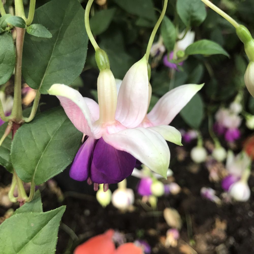 Glen Echo Garden - Venues & Event Spaces Near Me - Bellingham, Washington Glen Echo Garden - Venues & Event Spaces Near Me - Bellingham, Washington