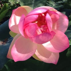 Blue Lotus Farm Cafe