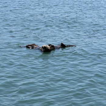 Estero Adventures - Boating Near Me - Morro Bay, California Estero Adventures - Boating Near Me - Morro Bay, California