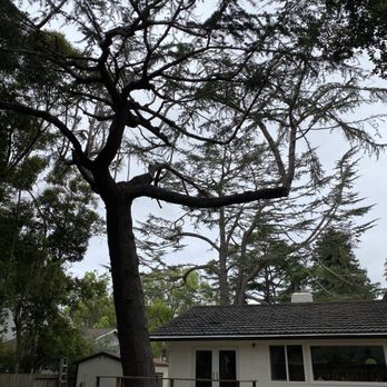 Apex Tree Care - Tree Services Near Me